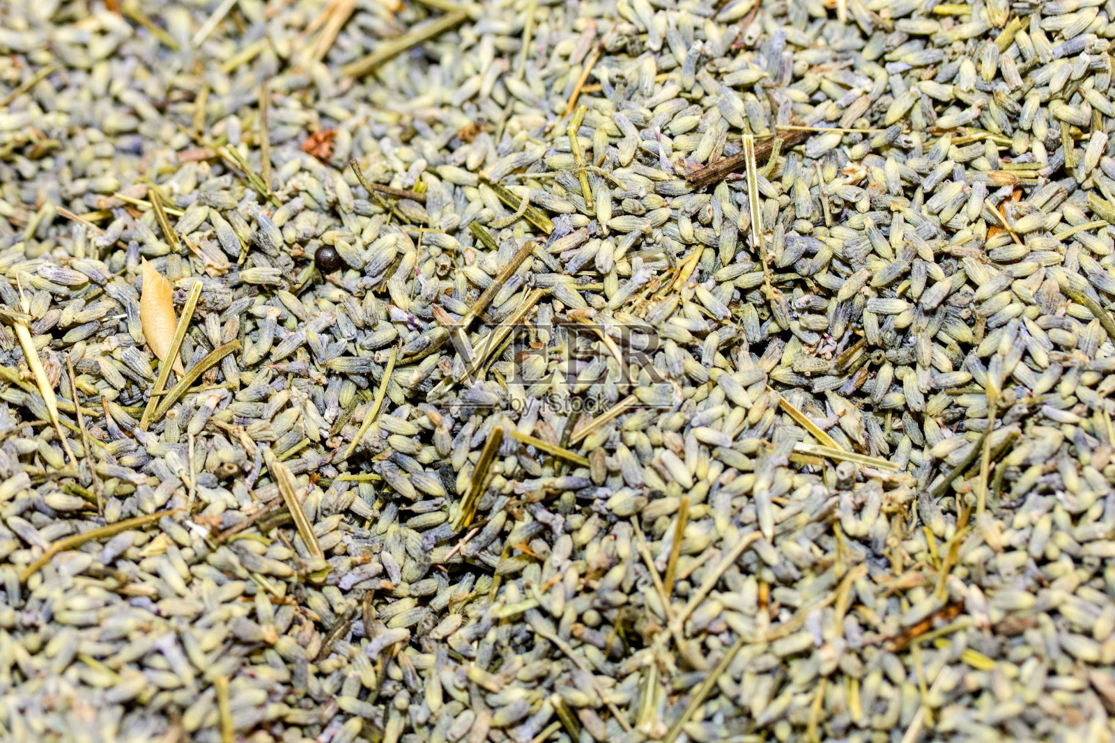 薰衣草的种子照片摄影图片