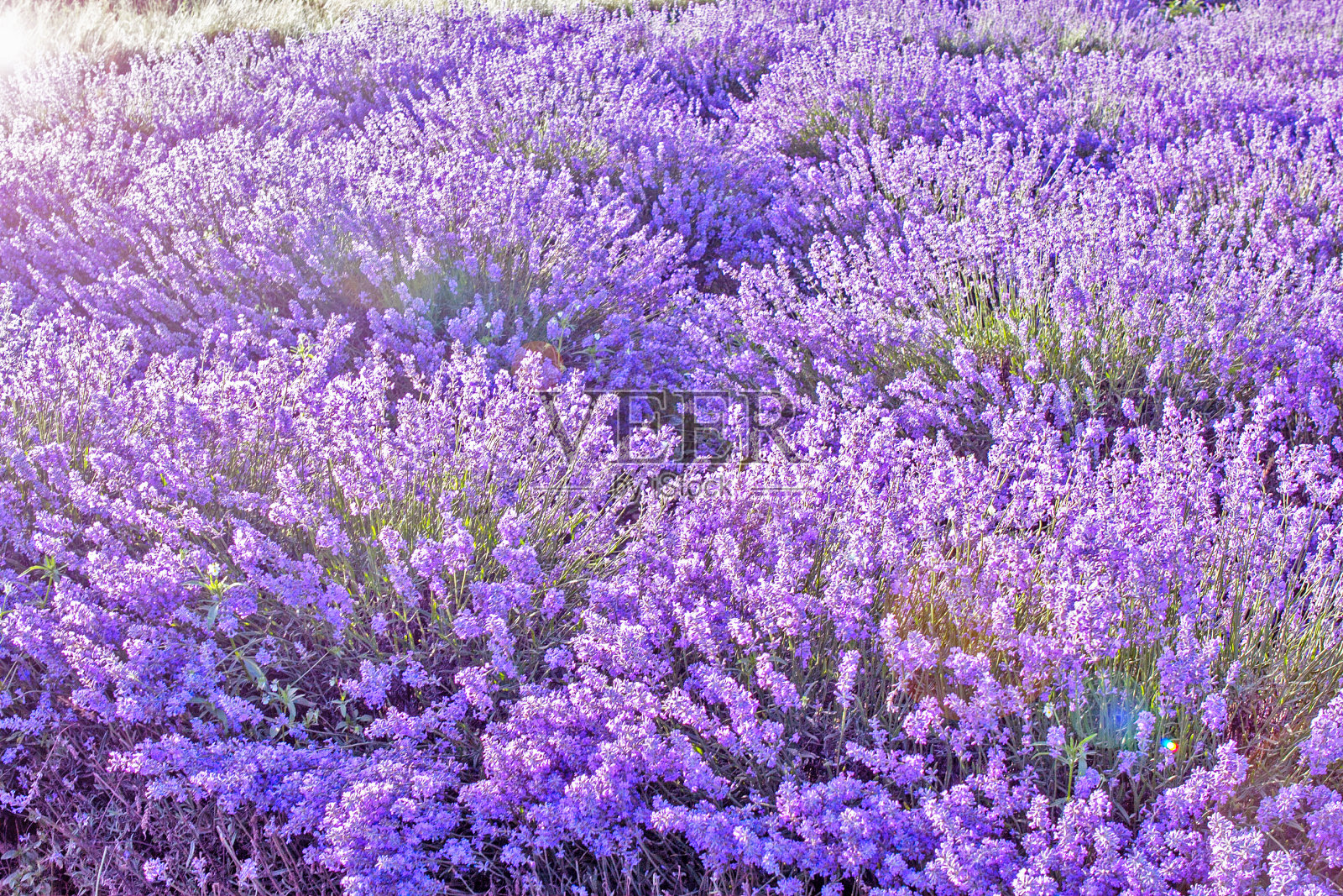 茂盛的薰衣草和阳光照片摄影图片