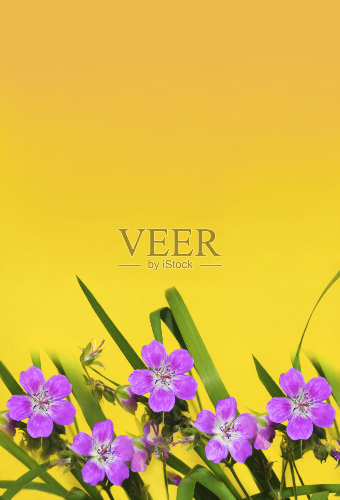 淡紫色的小野花。照片摄影图片