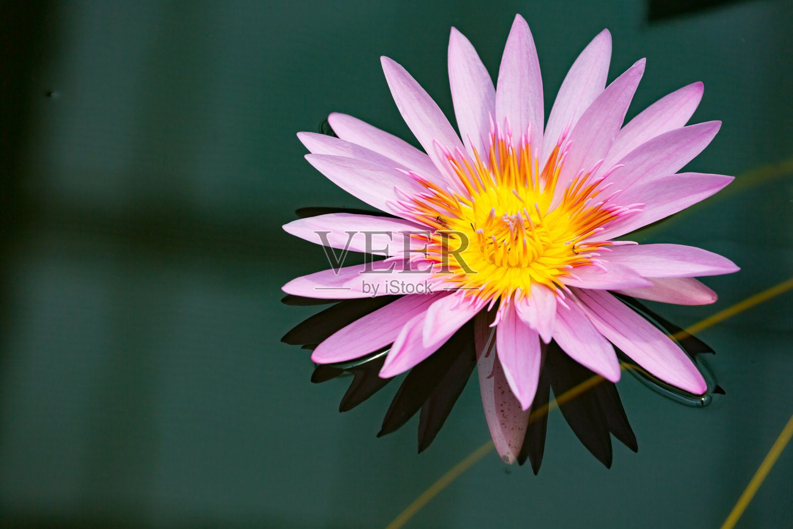 睡莲，睡莲粉珍珠照片摄影图片