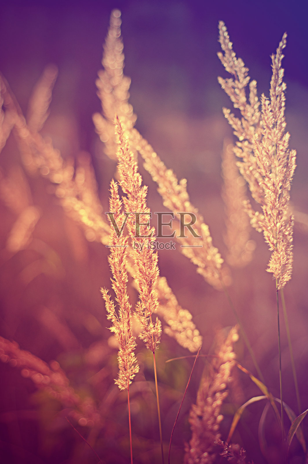 秋天的植物照片摄影图片