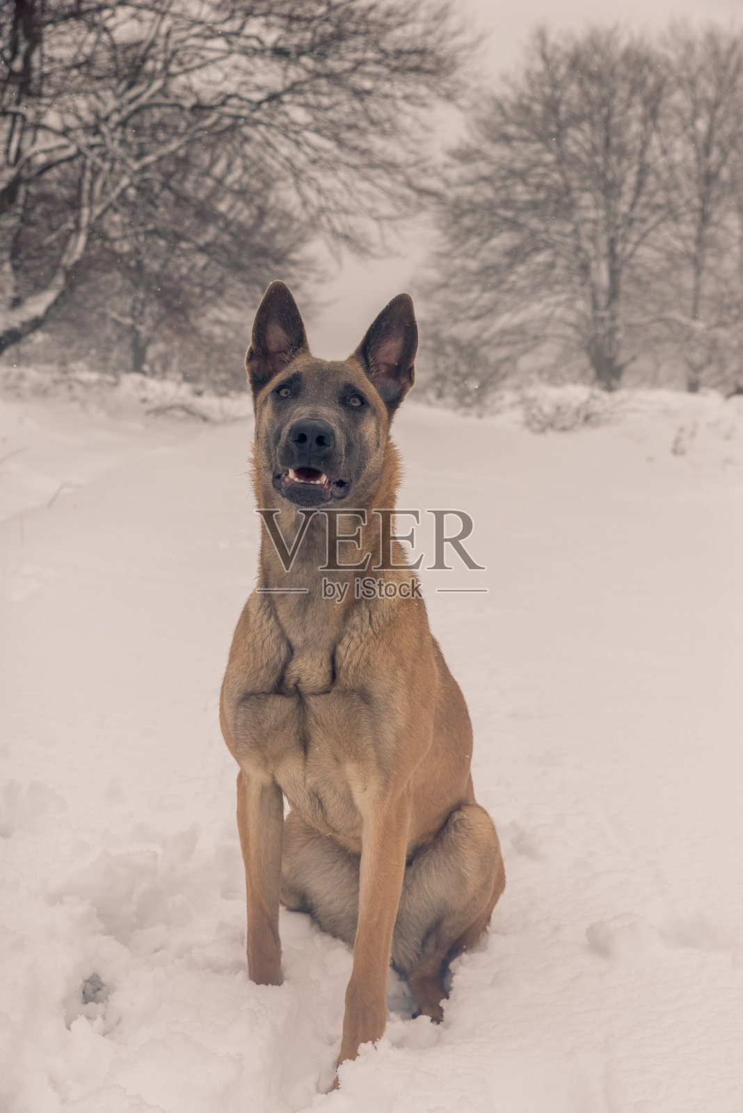 比利时玛利诺犬在雪中玩耍照片摄影图片