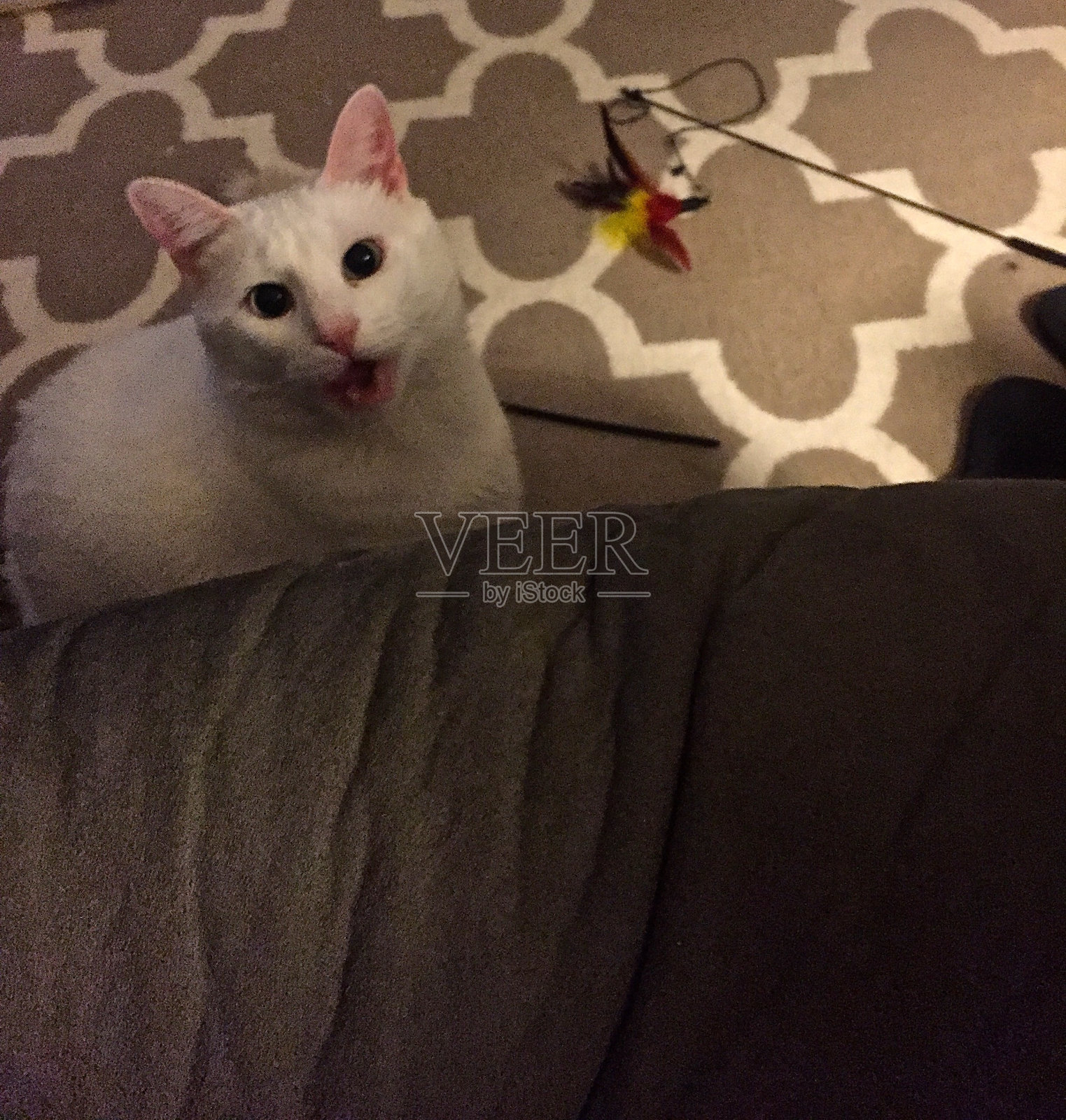 快乐的猫照片摄影图片