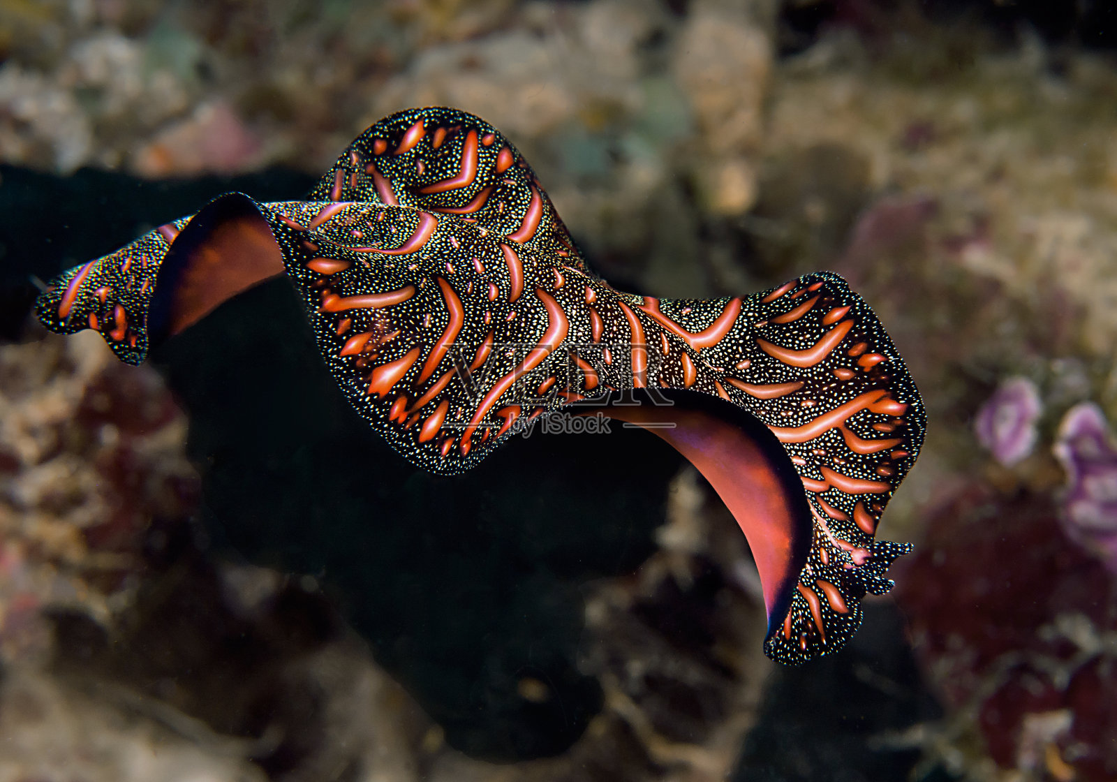 游泳扁形虫照片摄影图片