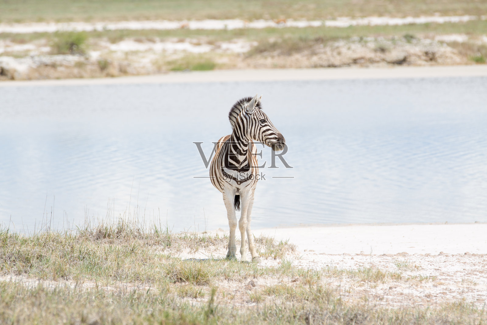 斑马站在/看着大坝照片摄影图片