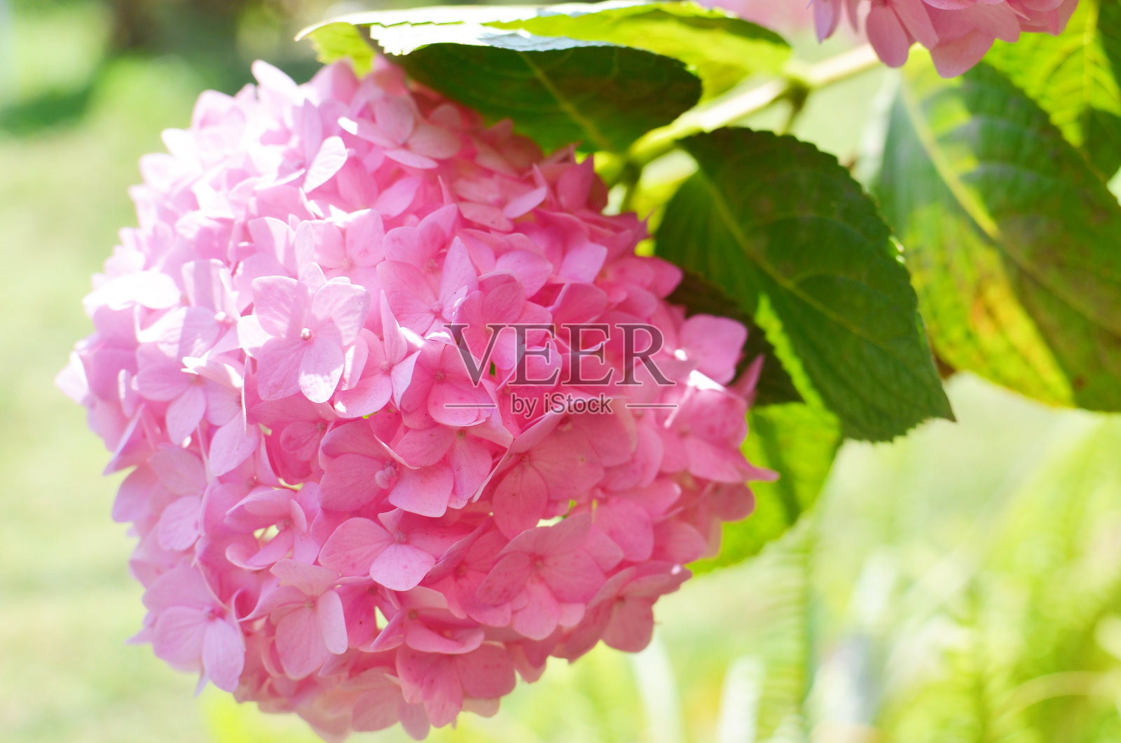 绣球花粉色的花照片摄影图片