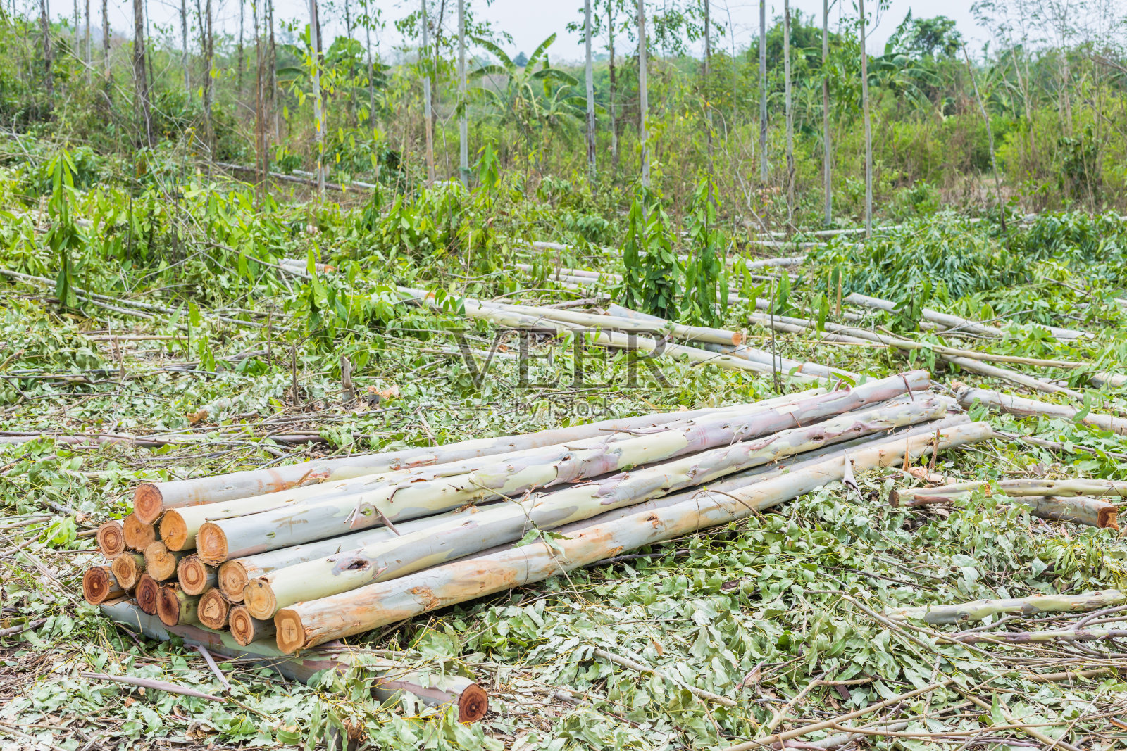 桉树被砍伐在森林里照片摄影图片