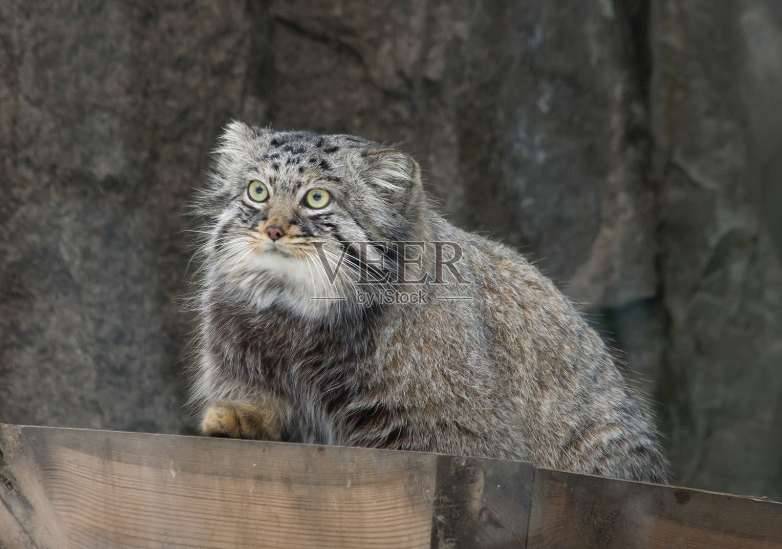马努(帕拉斯的猫)。照片摄影图片