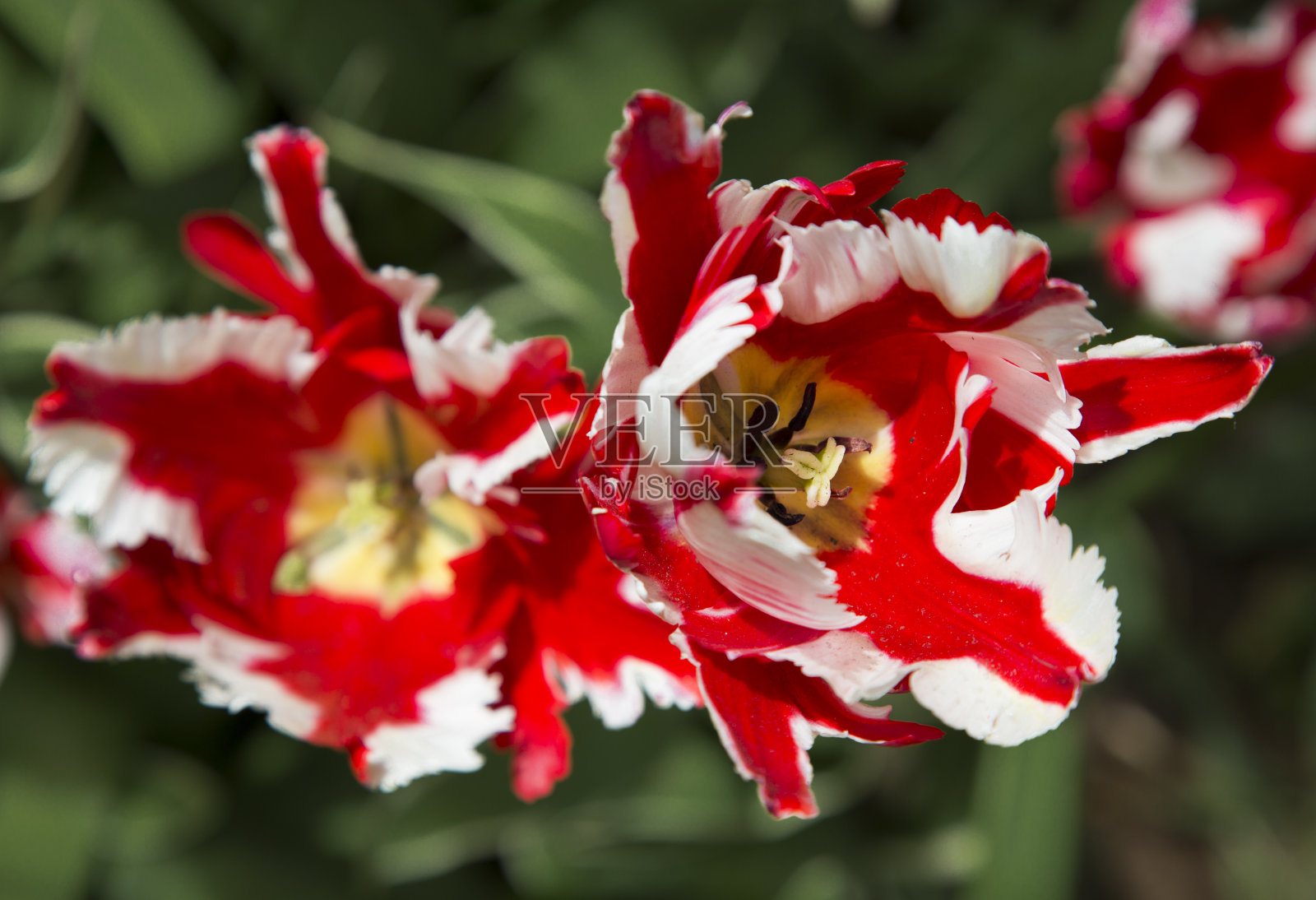 花郁金香照片摄影图片