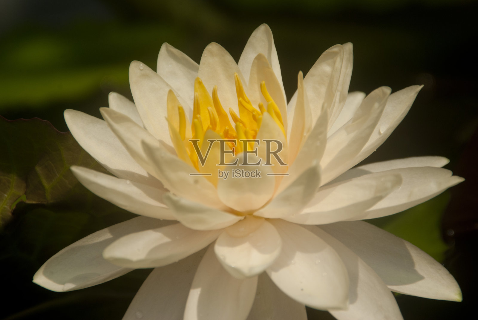 睡莲或荷花照片摄影图片