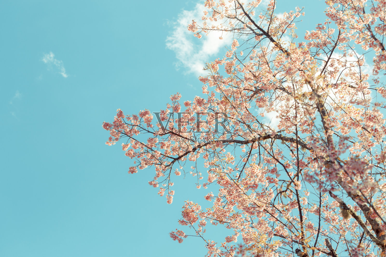 野生喜马拉雅樱春花照片摄影图片