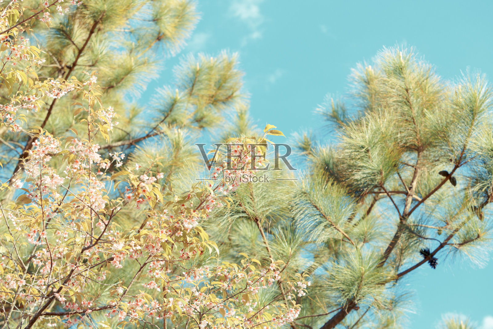 野生喜马拉雅樱春花照片摄影图片