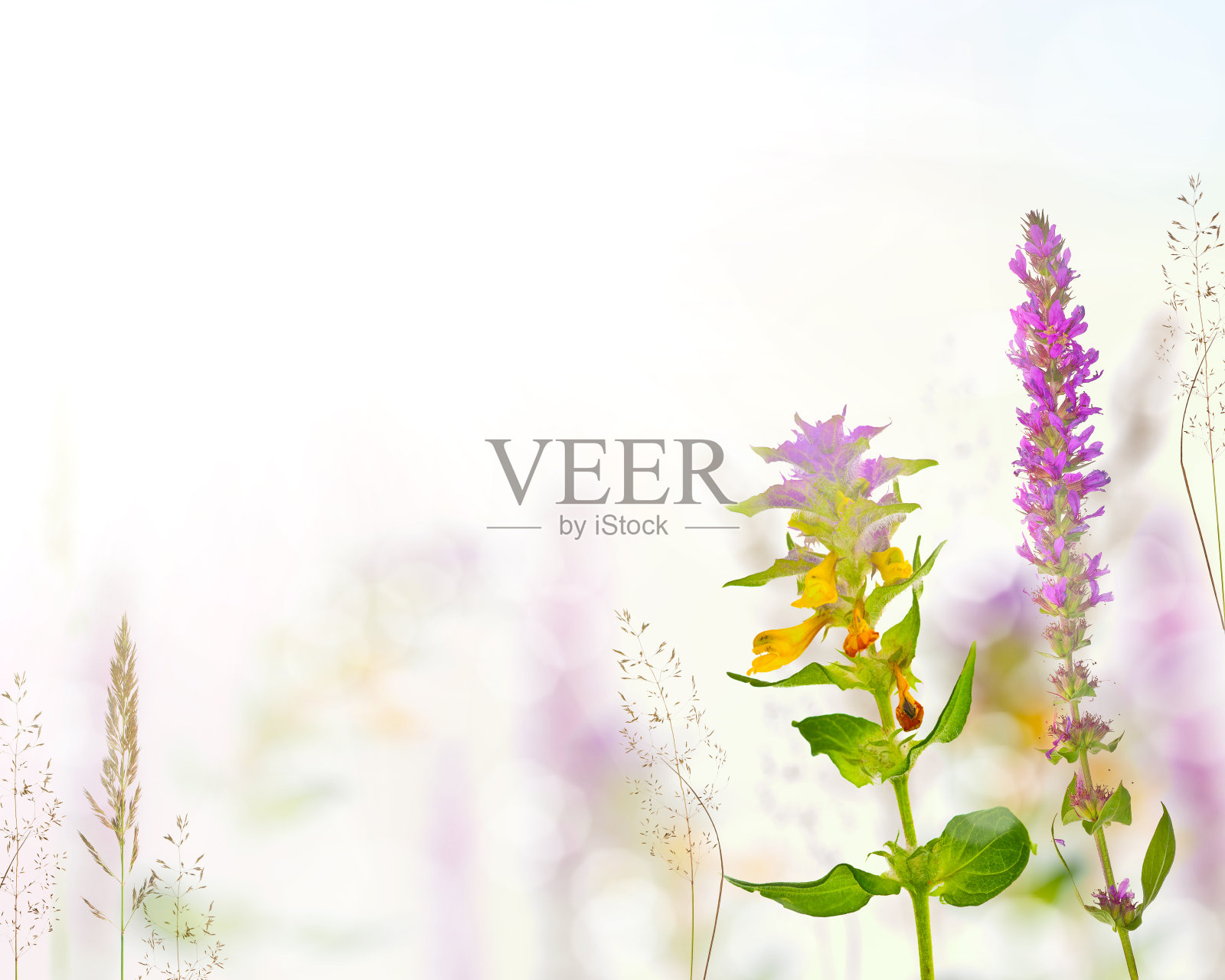 明亮的背景上的野花和植物照片摄影图片