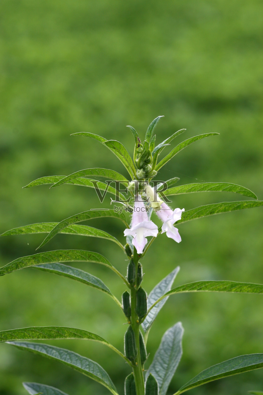 芝麻花照片摄影图片