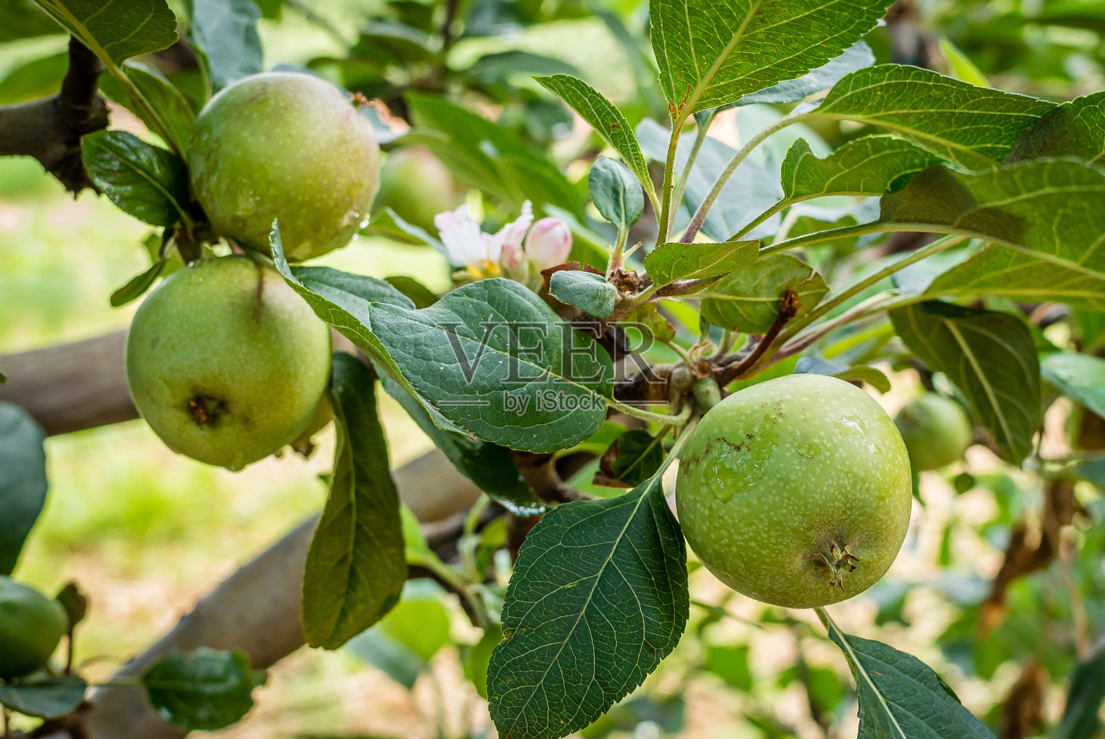 果园的苹果照片摄影图片