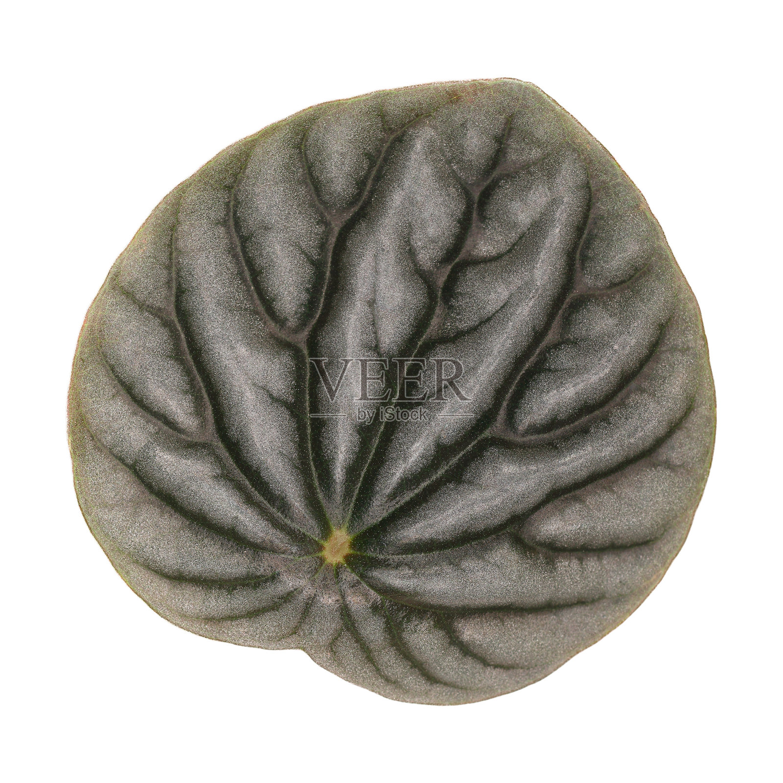 一片灰色的叶子孤立在白色上照片摄影图片