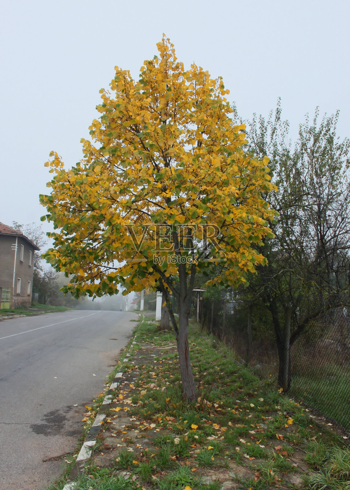 秋天的树照片摄影图片
