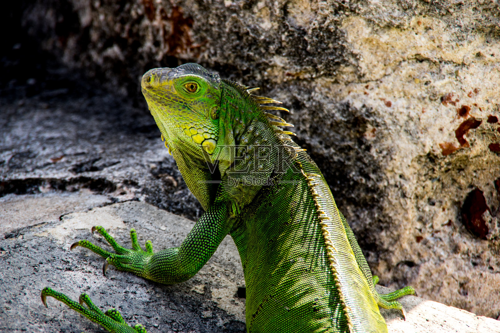 鬣蜥波多黎各照片摄影图片