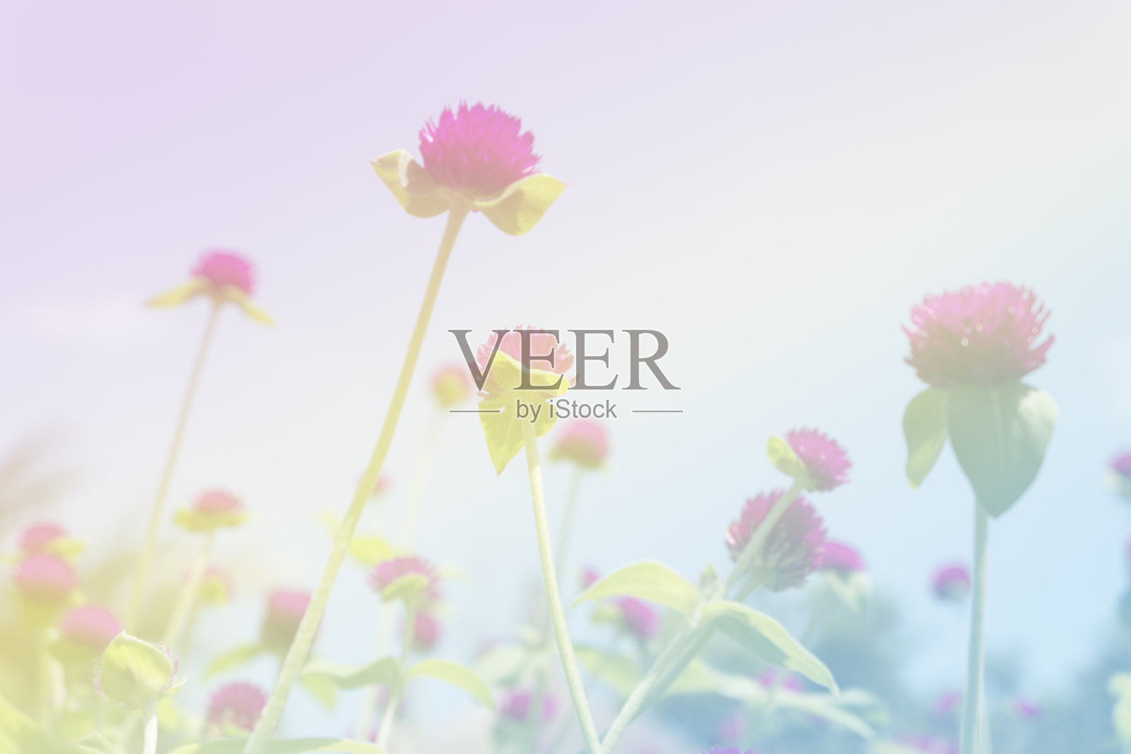 柔和的焦点，美丽的花背景与色彩滤镜照片摄影图片