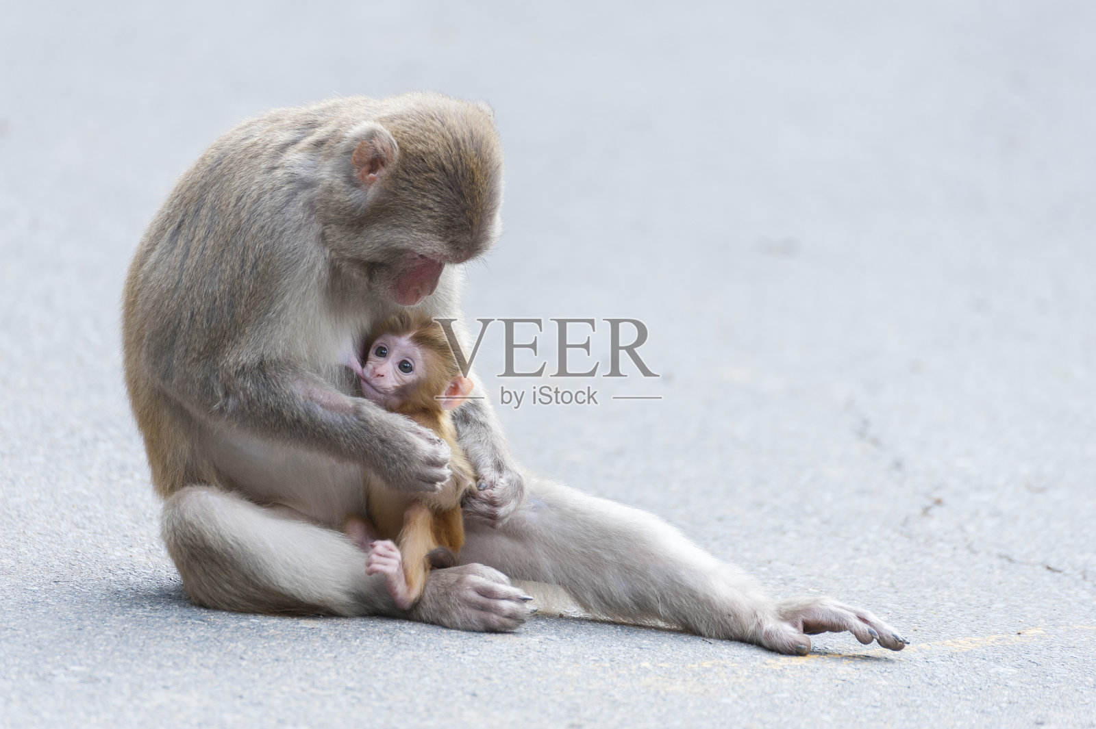 猴子的家庭照片摄影图片