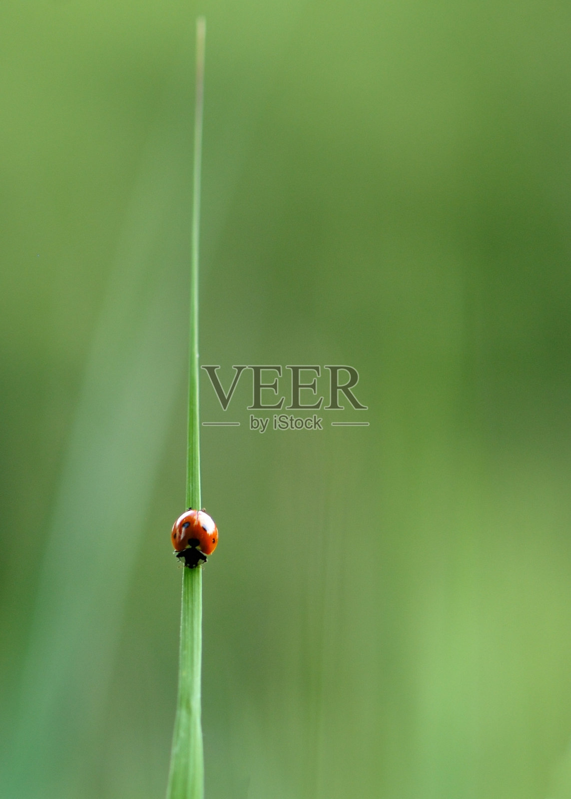 瓢虫照片摄影图片