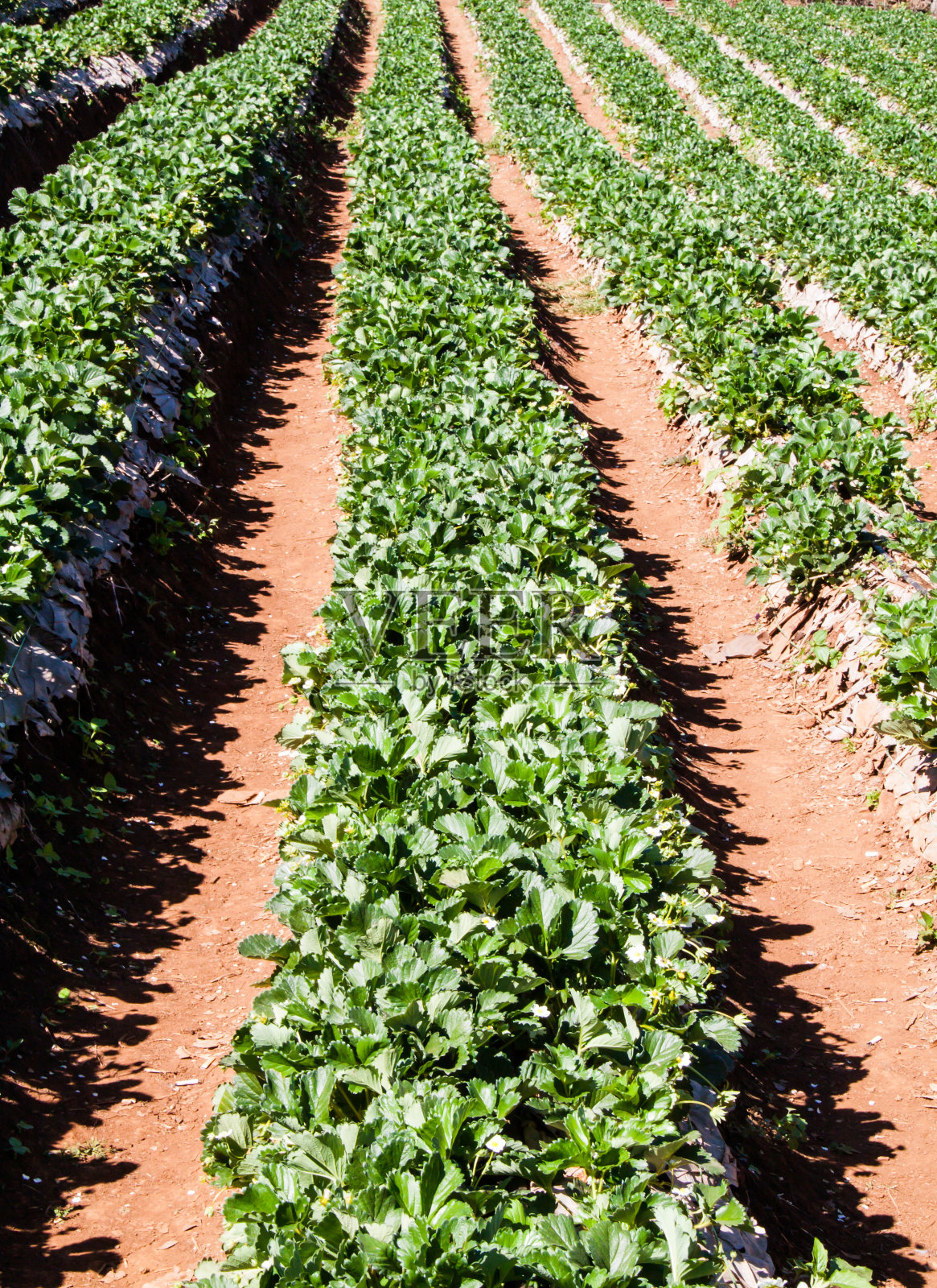 草莓领域照片摄影图片