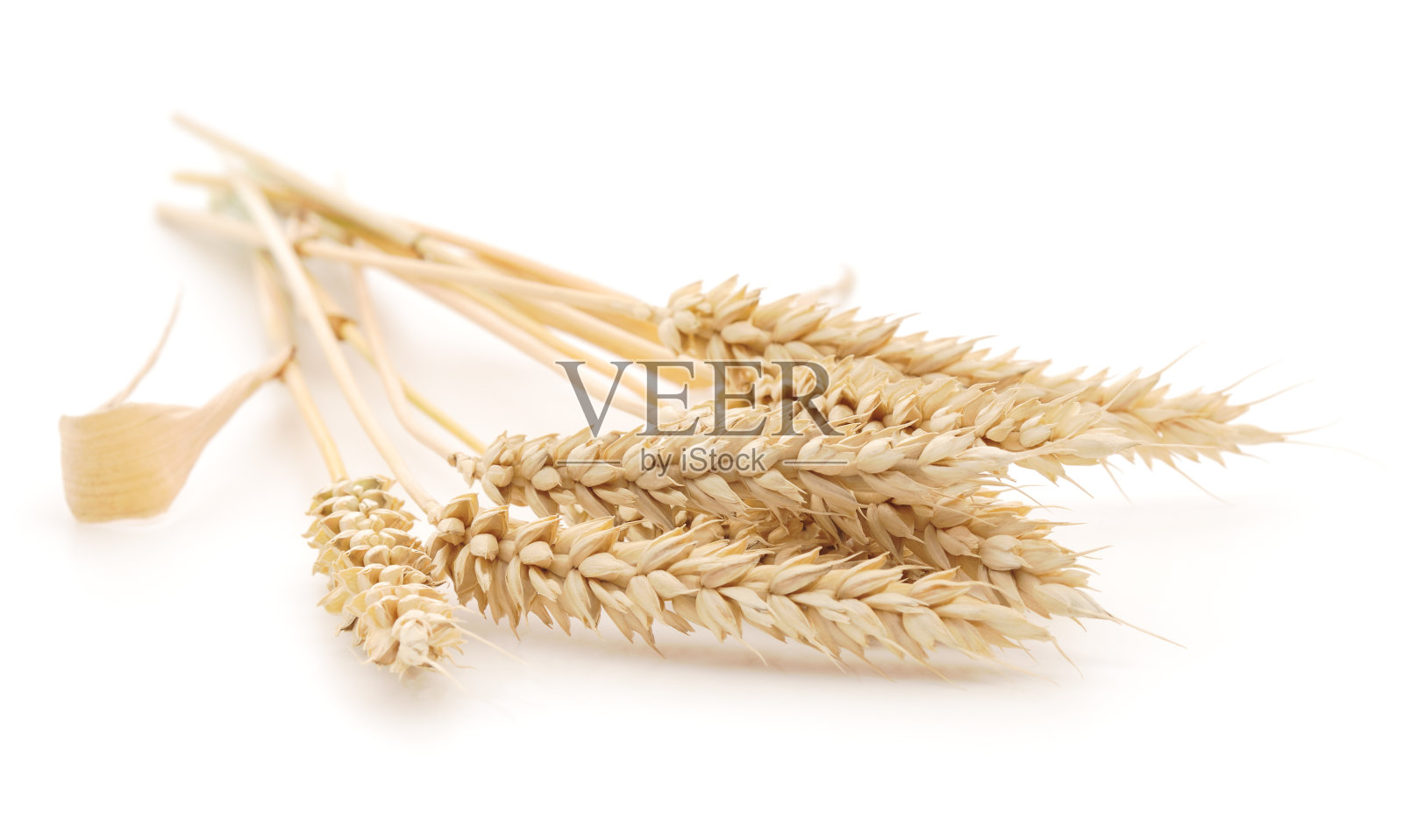 一束白色的小麦茎照片摄影图片