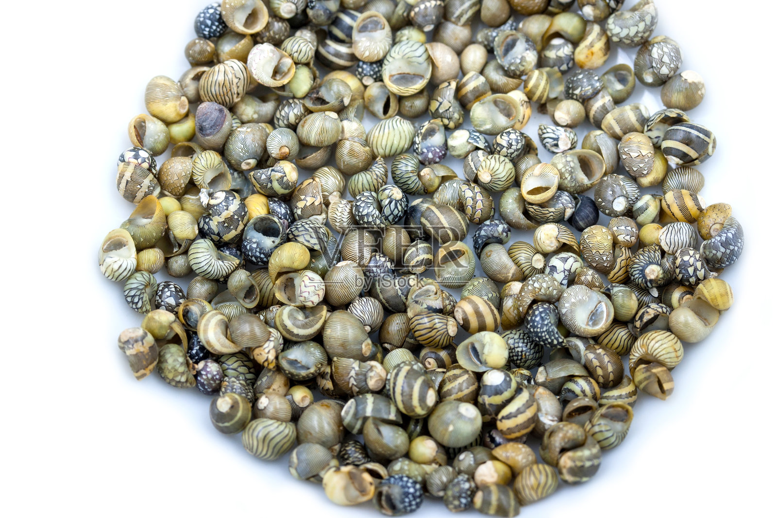 在泰国海岸收集的海贝壳照片摄影图片