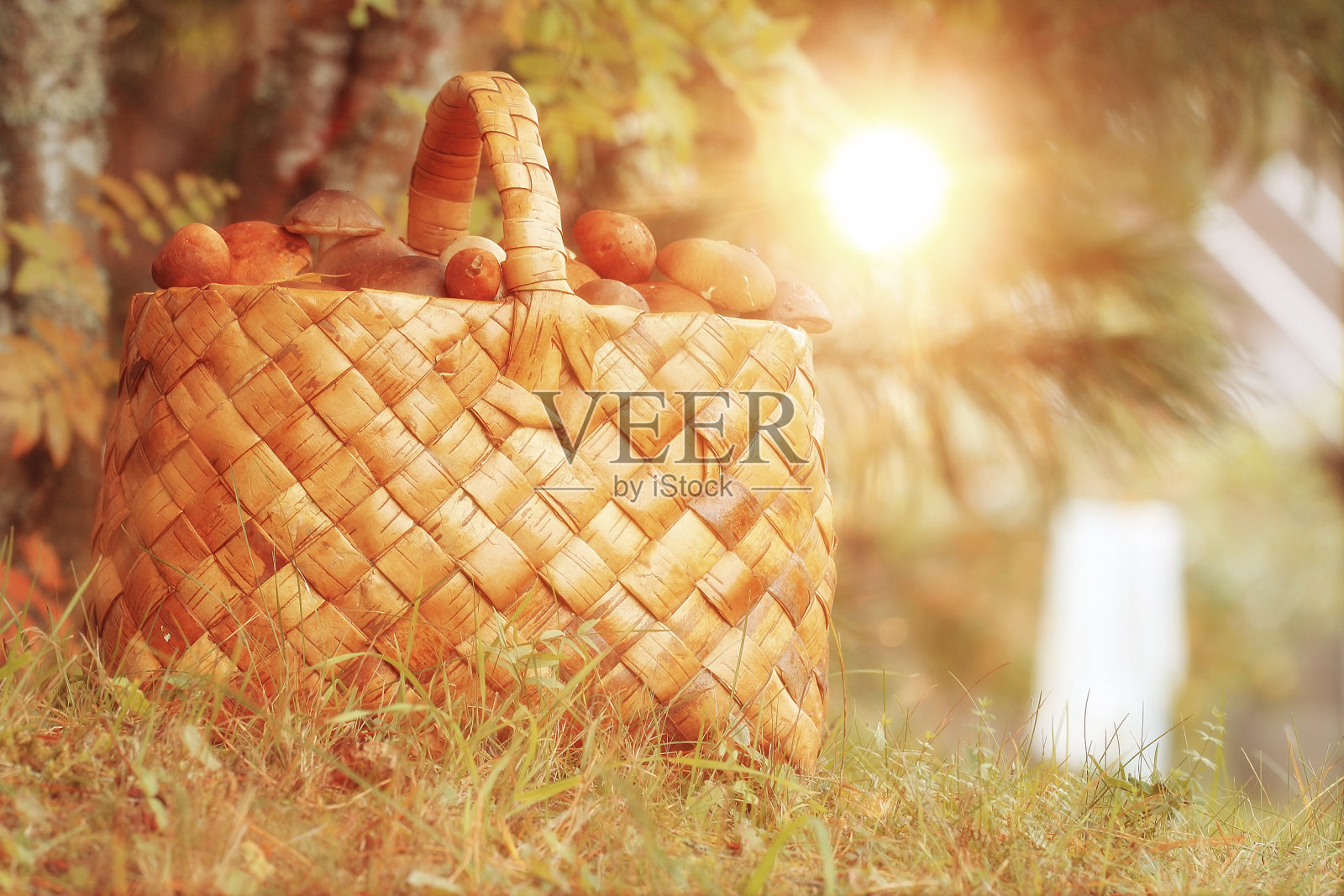 篮子与蘑菇秋天森林阳光照片摄影图片