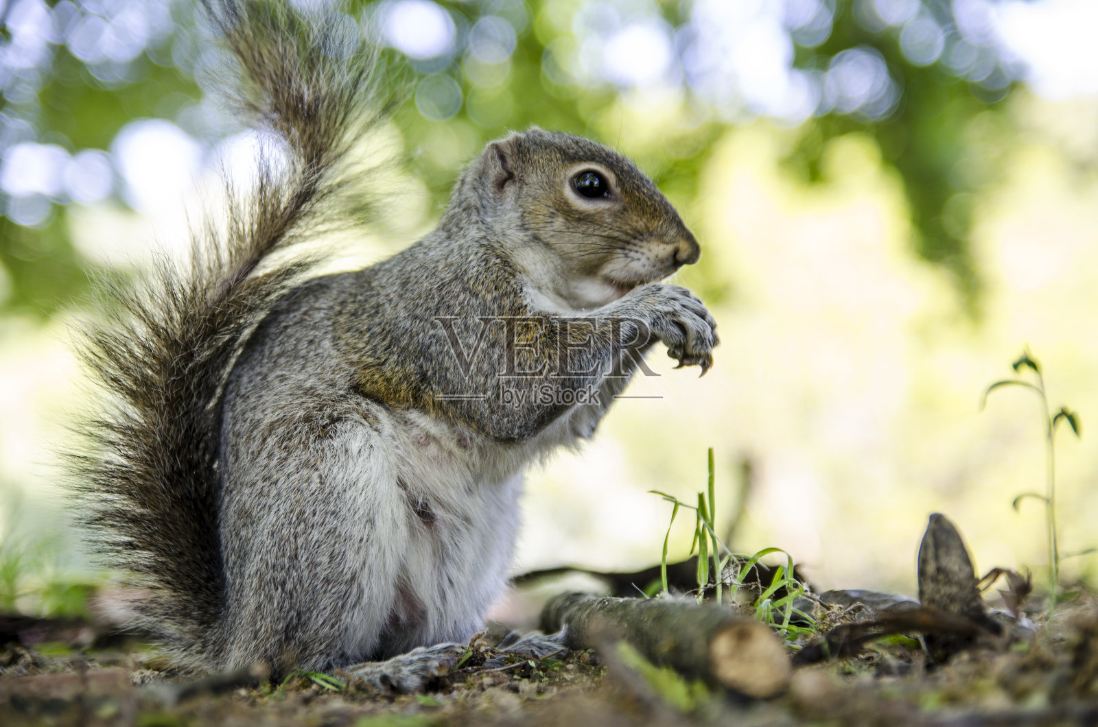 松鼠照片摄影图片