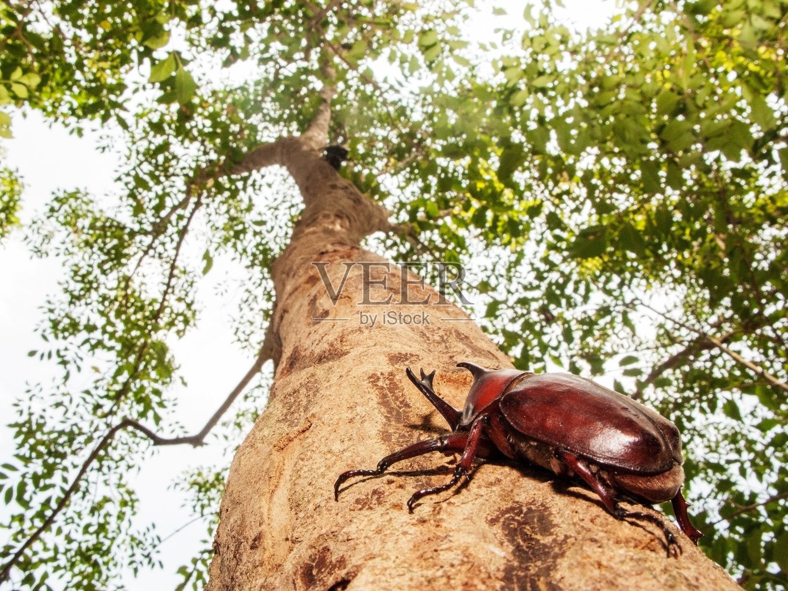 犀牛甲虫照片摄影图片