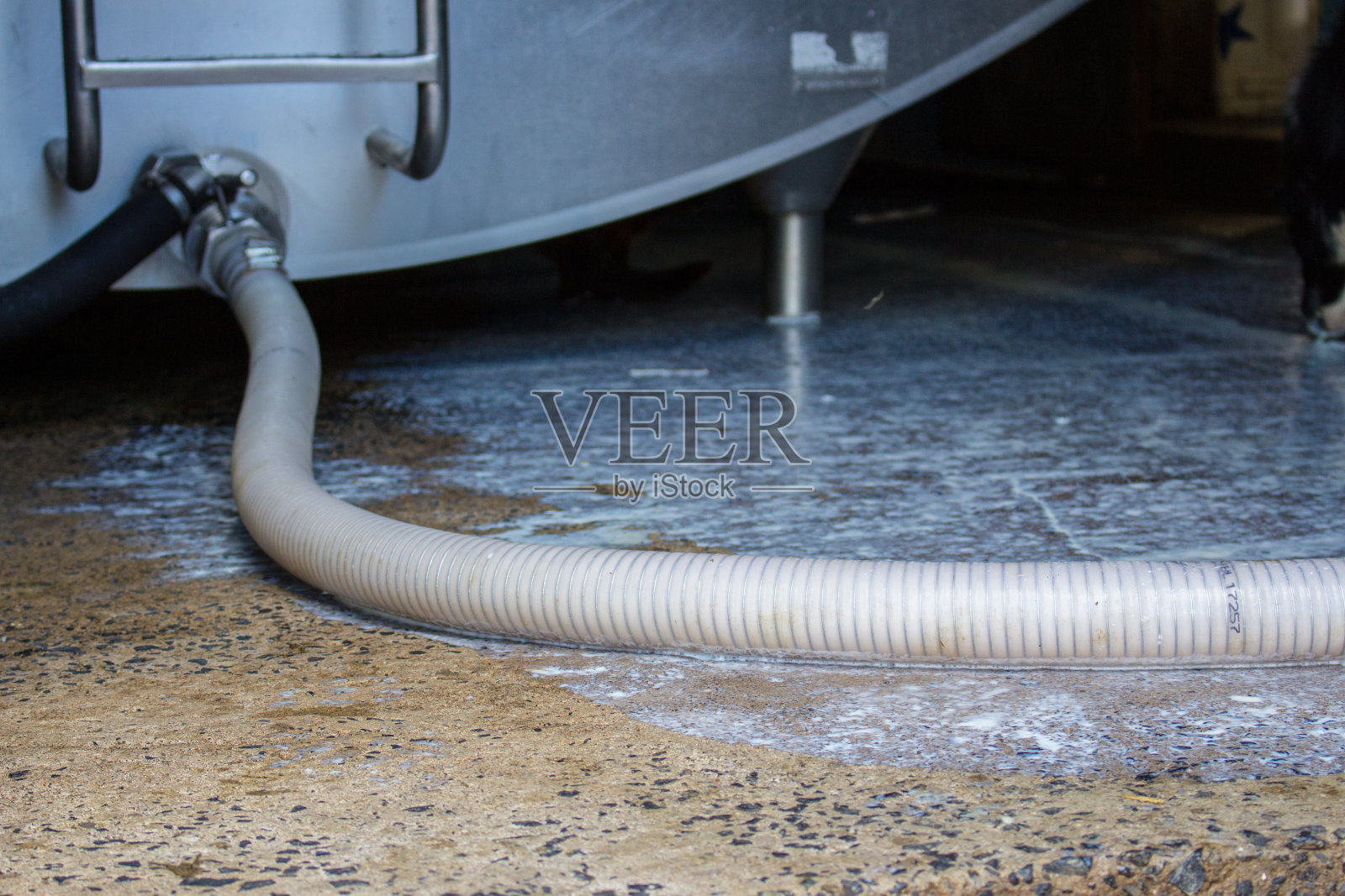 牛奶在挤奶室照片摄影图片