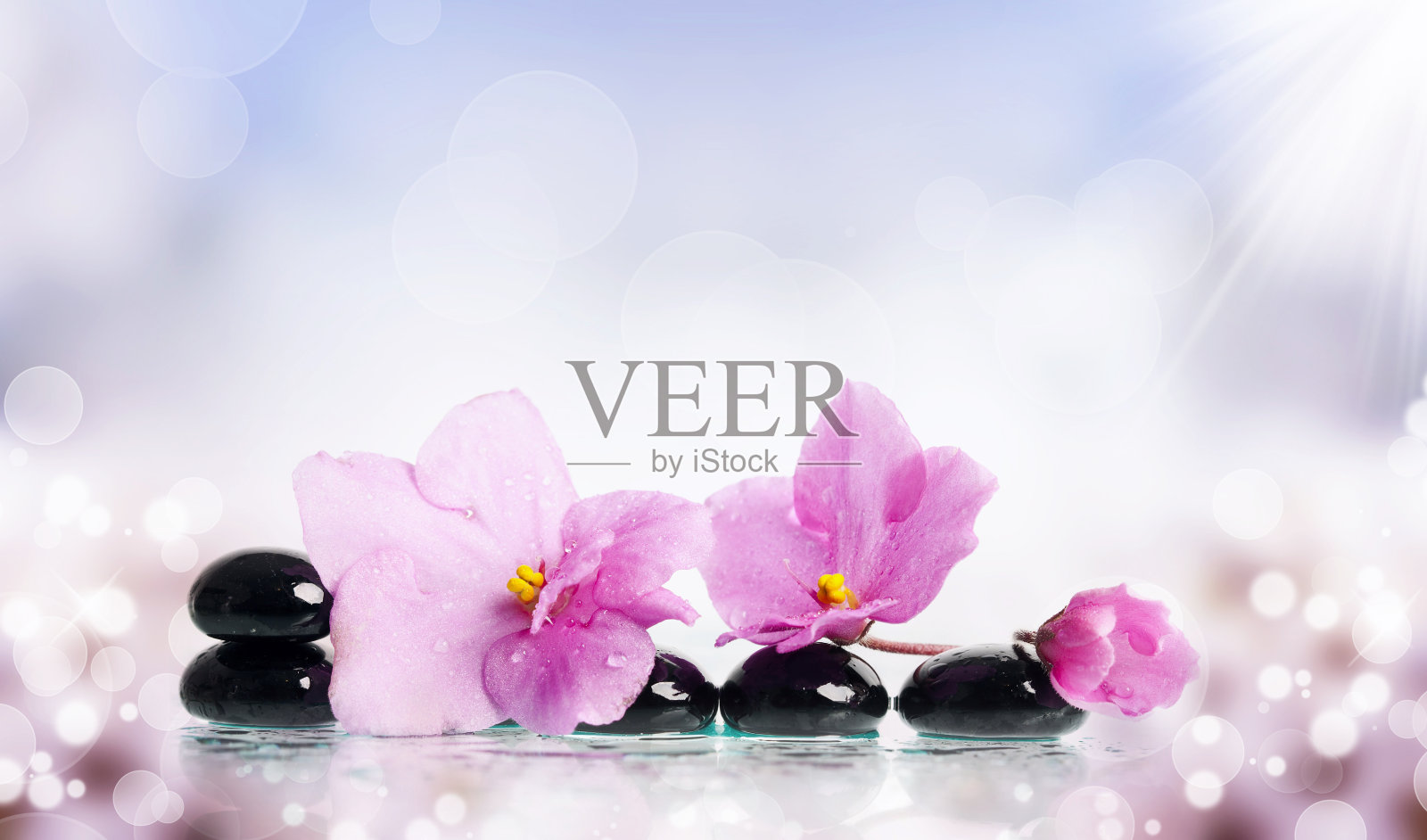 黑色的温泉石头和彩色的花朵背景照片摄影图片