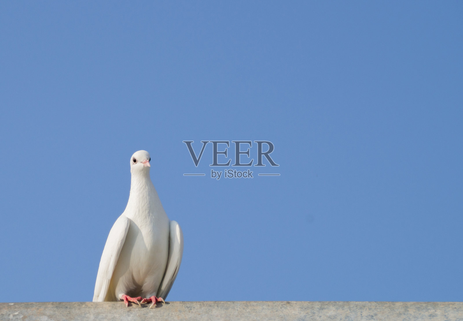 白鸽映着天空照片摄影图片