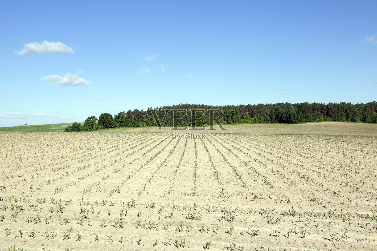 玉米田、农业照片摄影图片