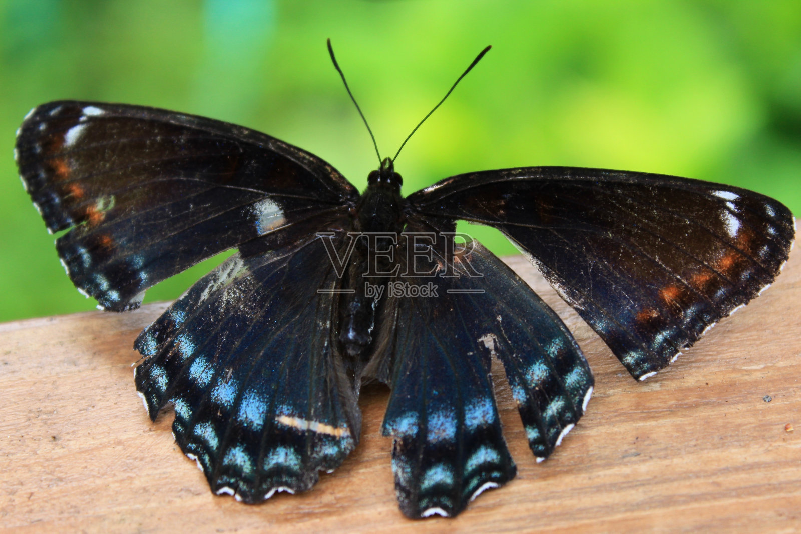 红色斑点紫色蝴蝶与撕裂的翅膀照片摄影图片