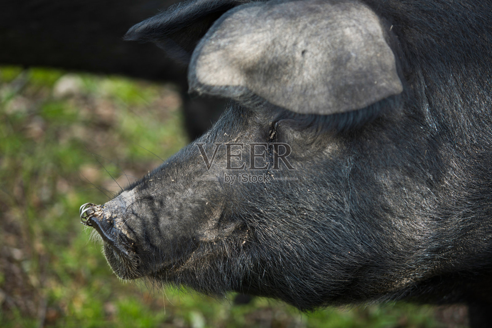 穿刺猪照片摄影图片