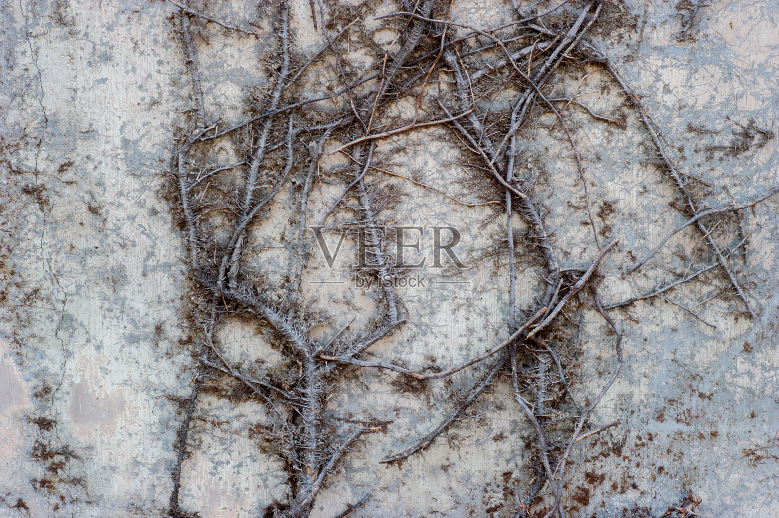 石墙上的藤蔓，抽象的垃圾背景照片摄影图片