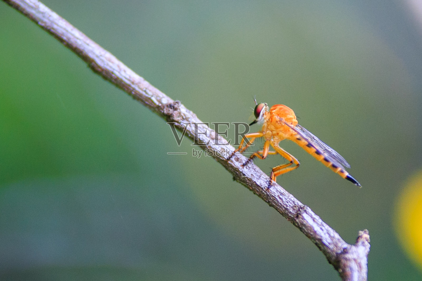 蜻蜓照片摄影图片