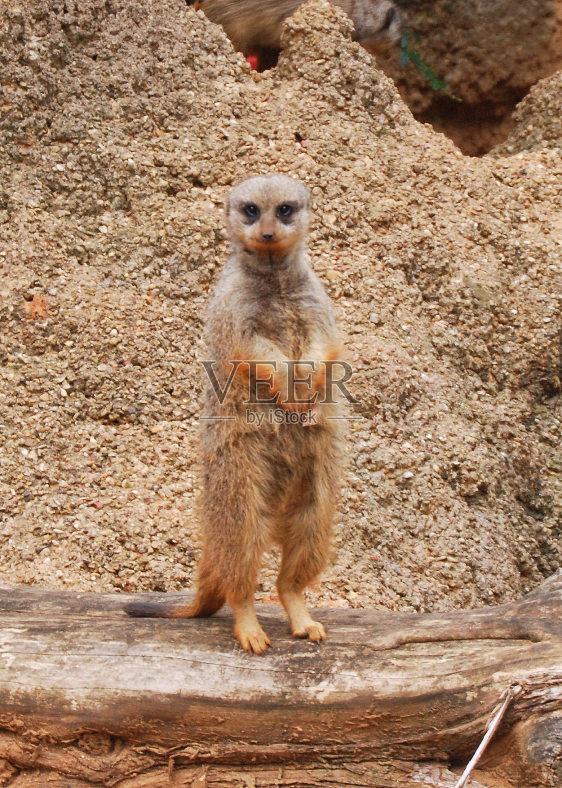 猫鼬照片摄影图片