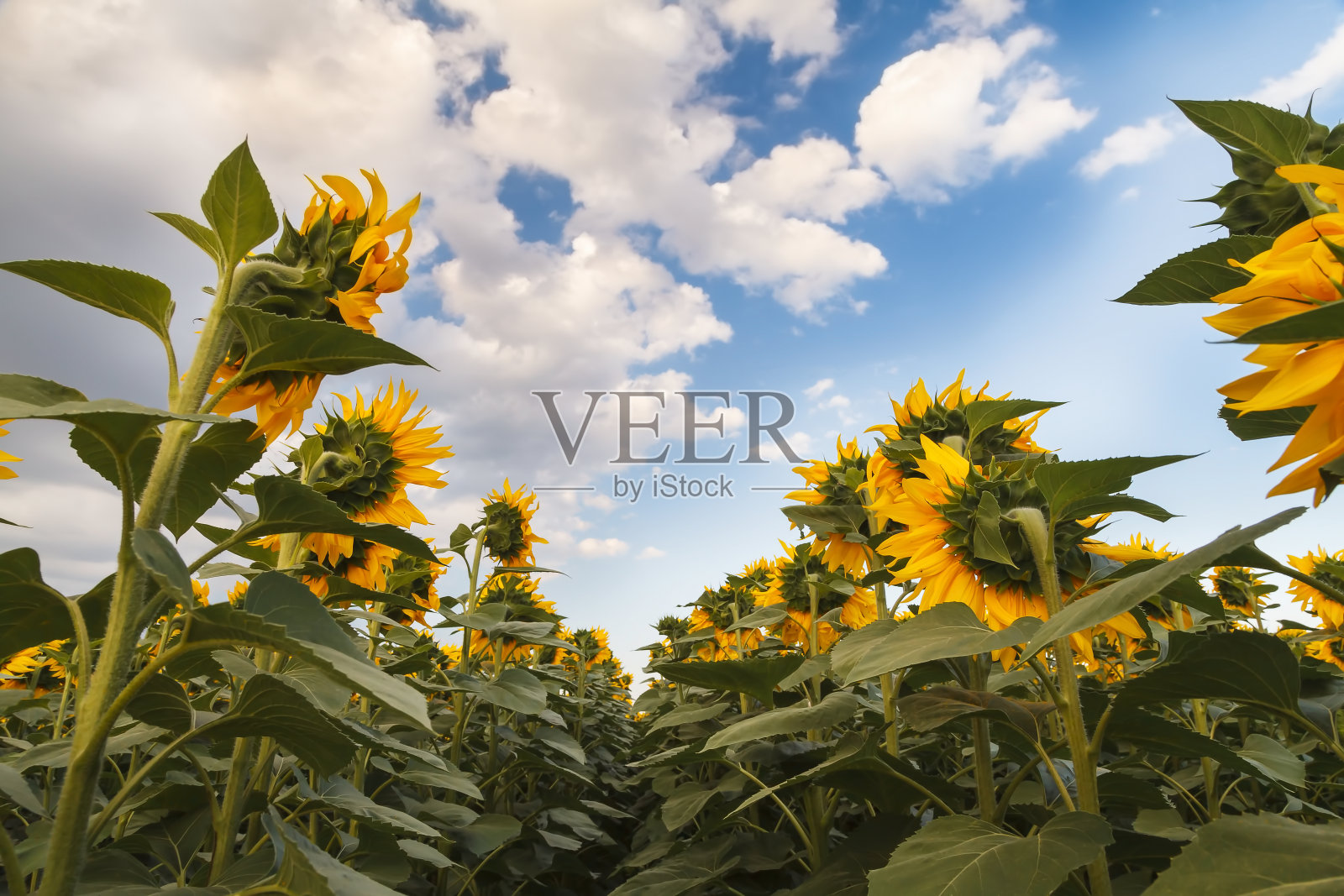 暴风雨前的向日葵田照片摄影图片
