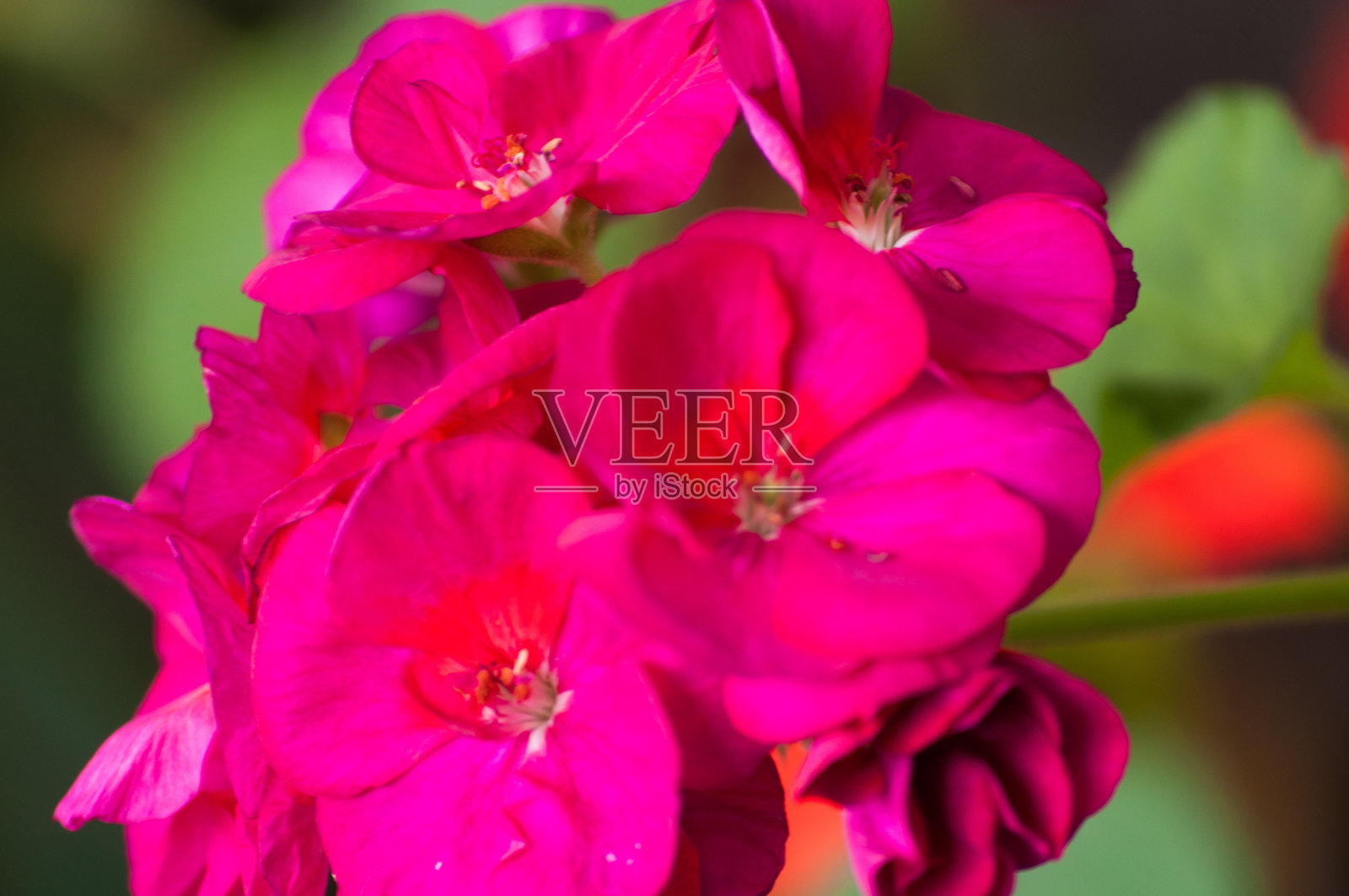 粉红屋天葵（白杨花）照片摄影图片