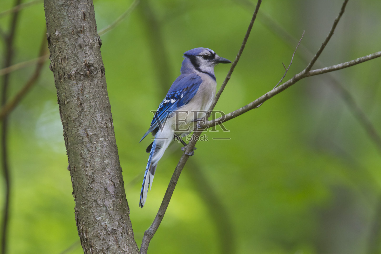 冠蓝鸦照片摄影图片
