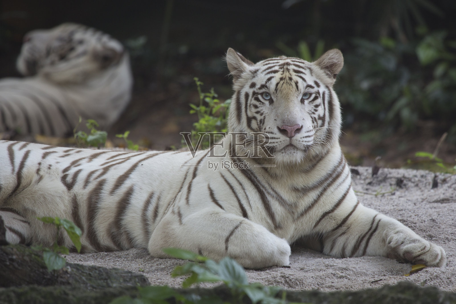 白虎照片摄影图片