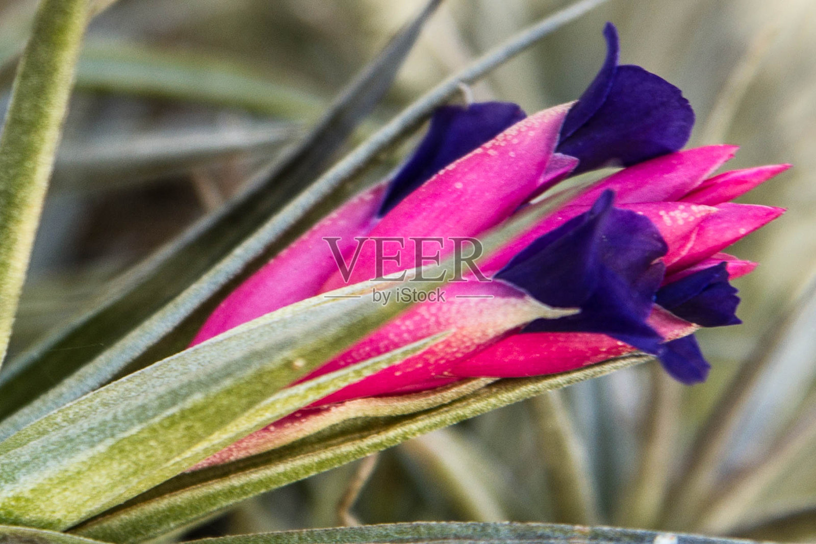 单一airplant照片摄影图片