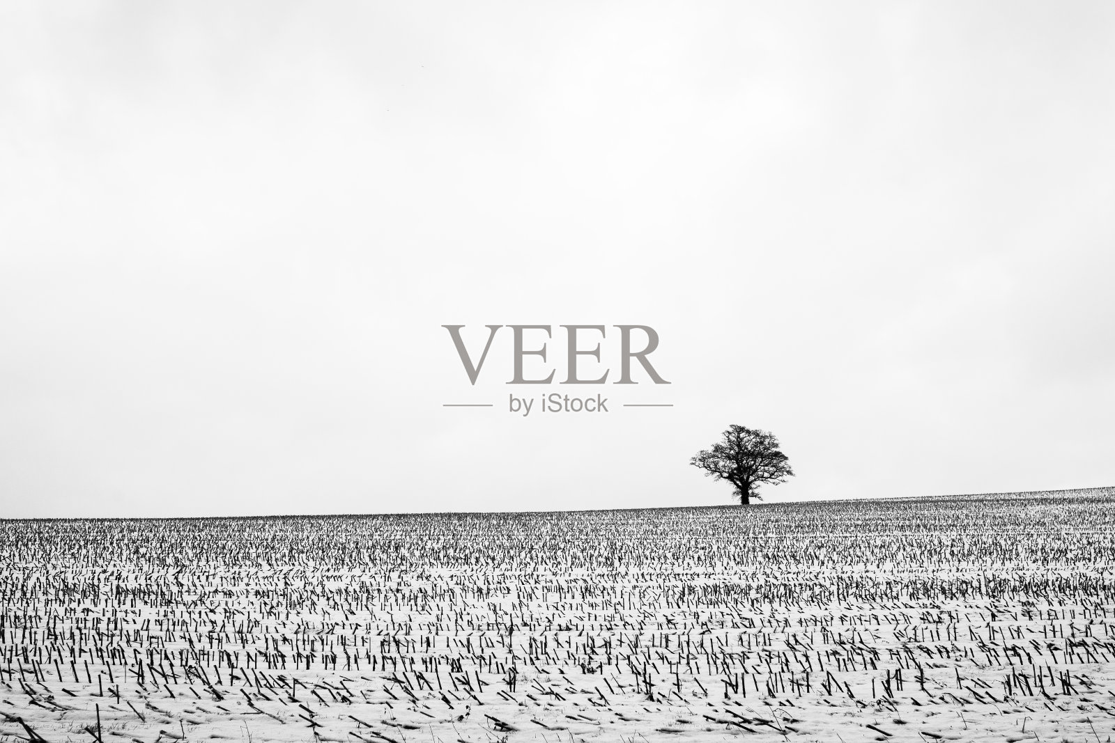 孤独的树照片摄影图片