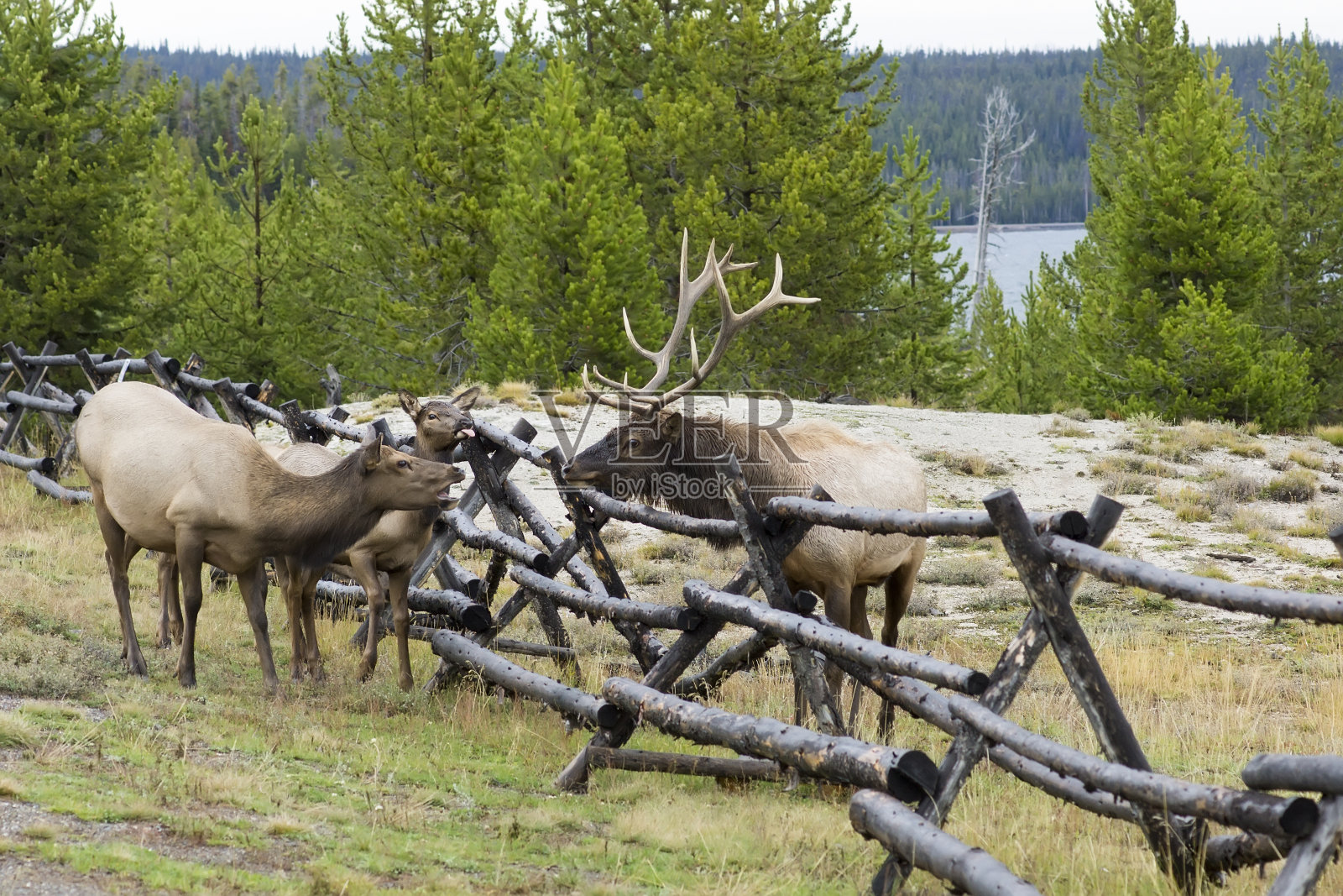 社区雌性和雄性麋鹿。美国黄石国家公园照片摄影图片