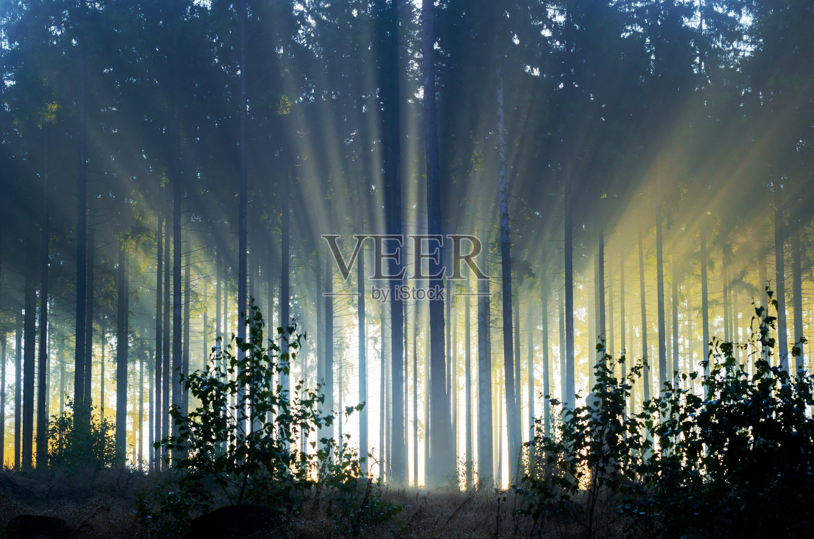 清晨雾蒙蒙的云杉林照片摄影图片