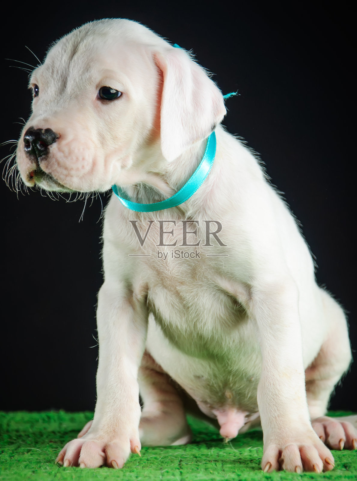 阿根廷小狗照片摄影图片