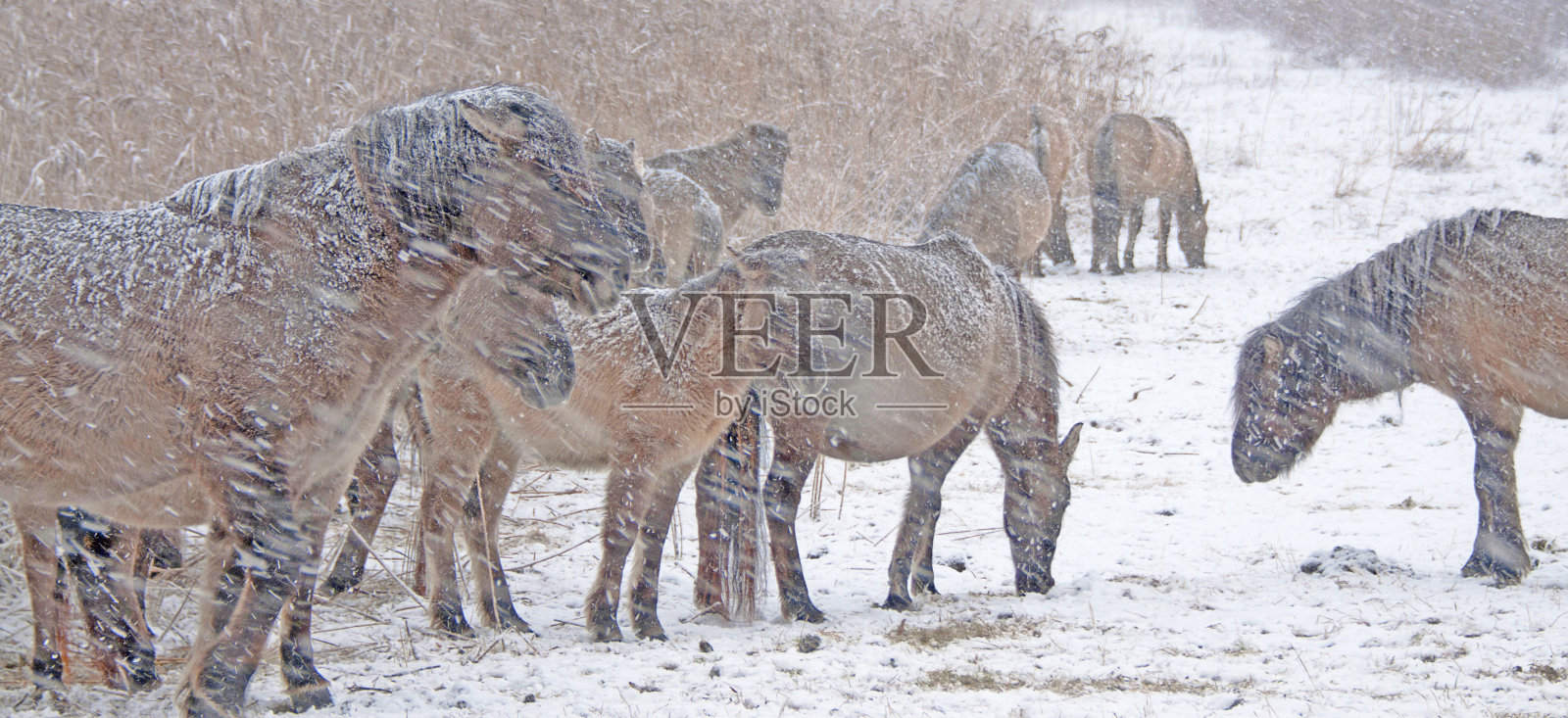 冬天暴风雪中的马照片摄影图片